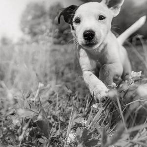Netnámskeið: Fyrstu skrefin - Að fá hvolp á heimilið