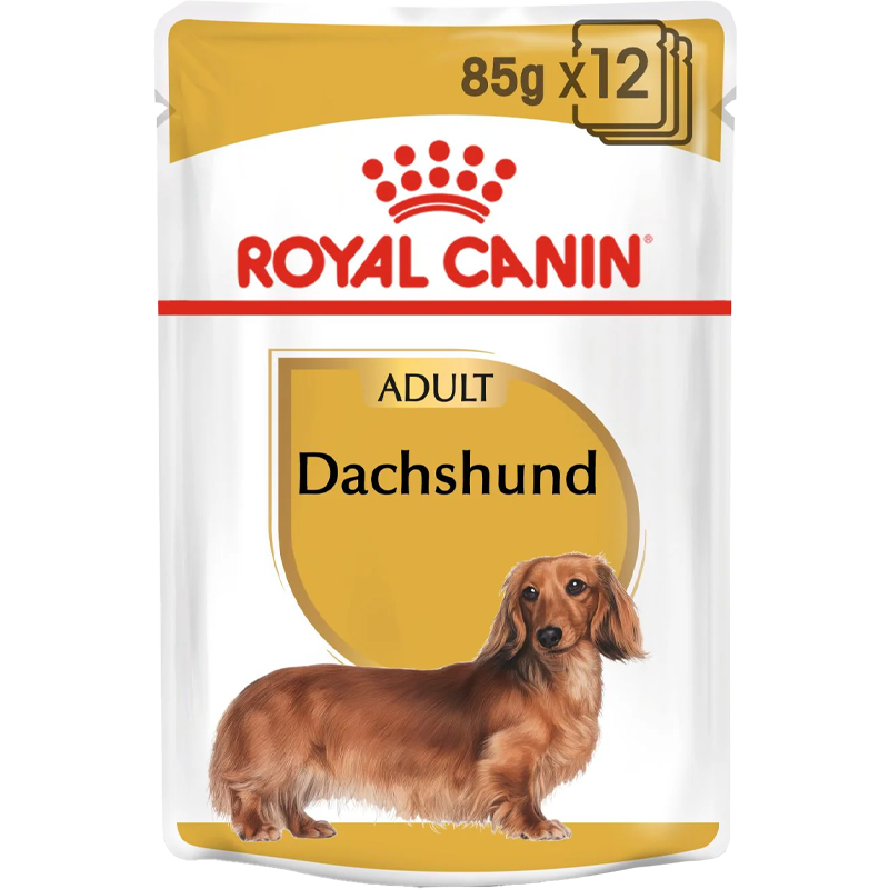 Dachshund - Blautfóður