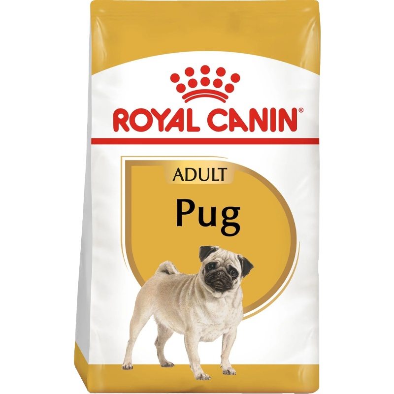 Pug Adult