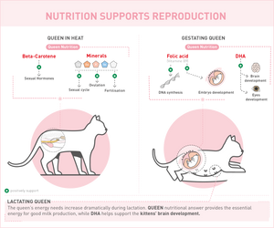 Royal canin professional queen hot sale