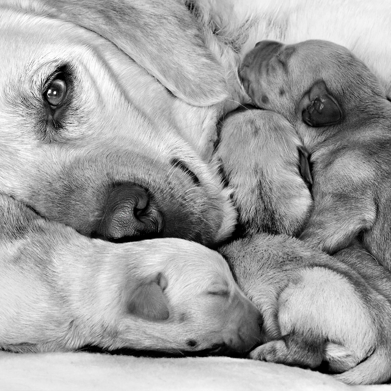 Netnámskeið: Upphaf lífsins - frá pörun að afhendingu hvolpa og kettlinga