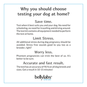 Pregnancy Test for Dogs